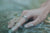 Anillo Multiargolla Plata pre-orden